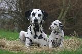 DALMATIEN 515